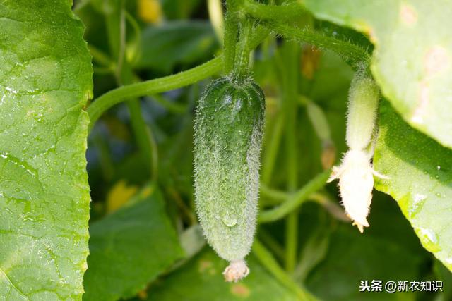 黄瓜栽培技术详解（黄瓜种植与栽培技术）(16)