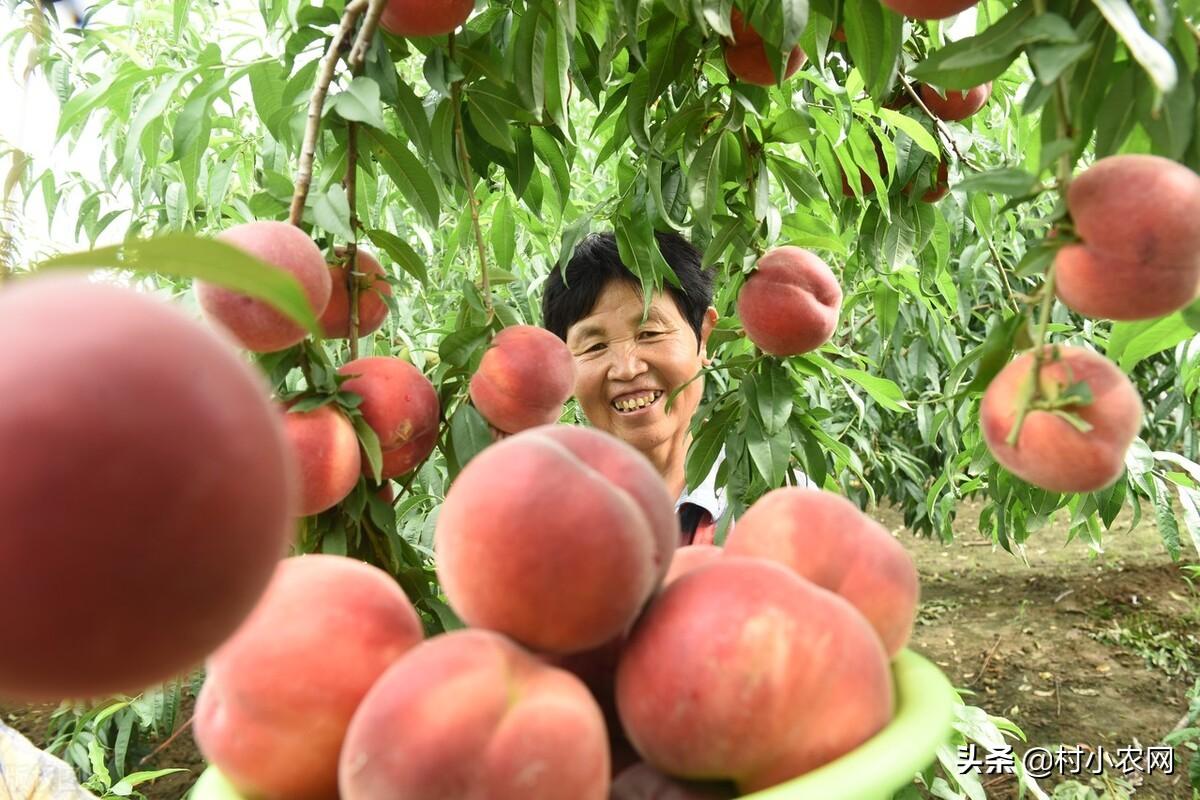 种金针菇是真的吗_致富经女人种金针菇_金针菇种植赚钱吗