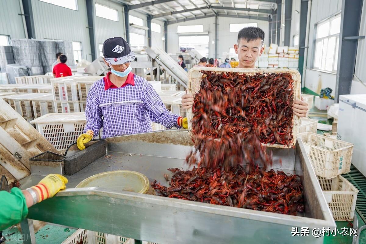 种金针菇是真的吗_金针菇种植赚钱吗_致富经女人种金针菇