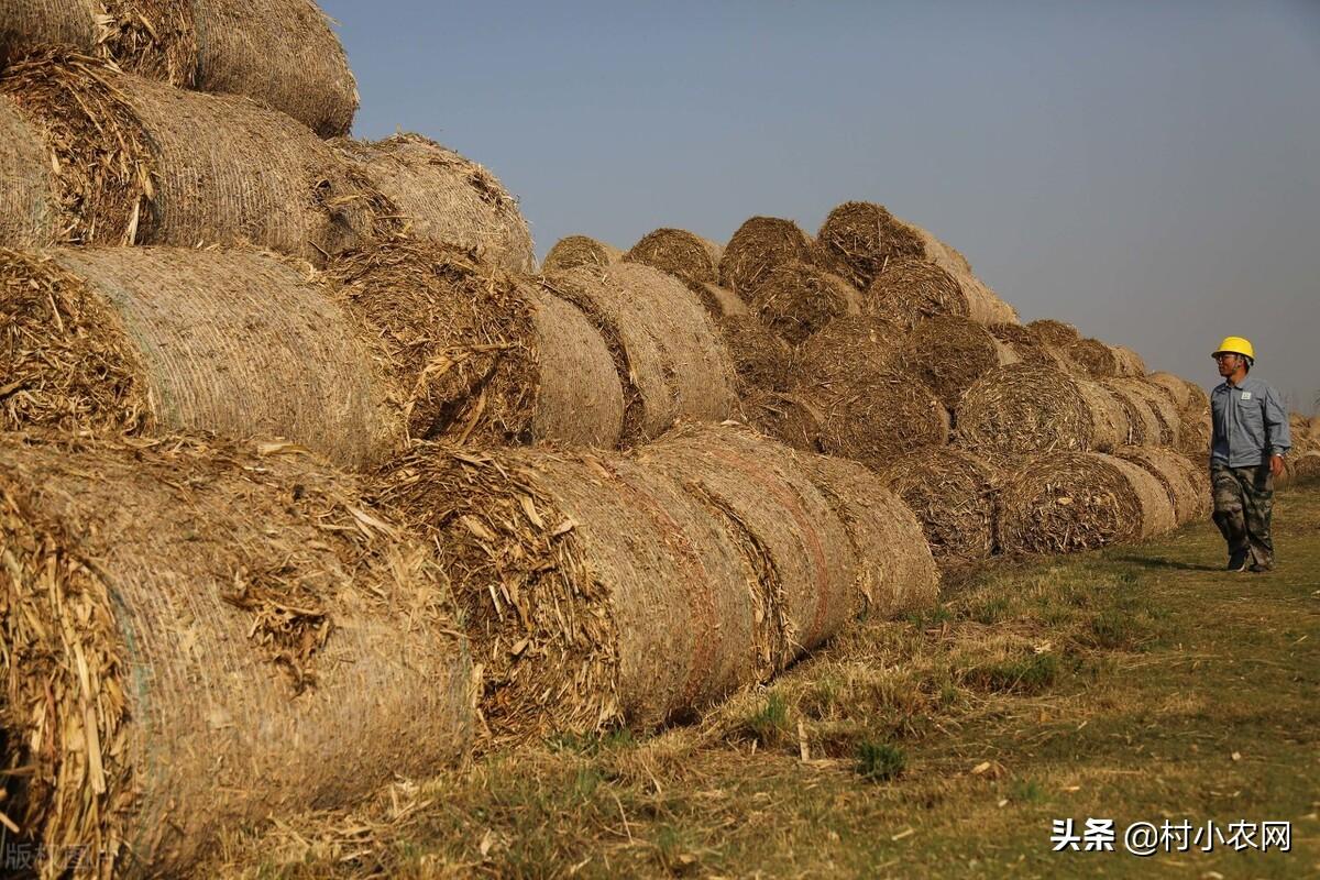 金针菇种植赚钱吗_致富经女人种金针菇_种金针菇是真的吗