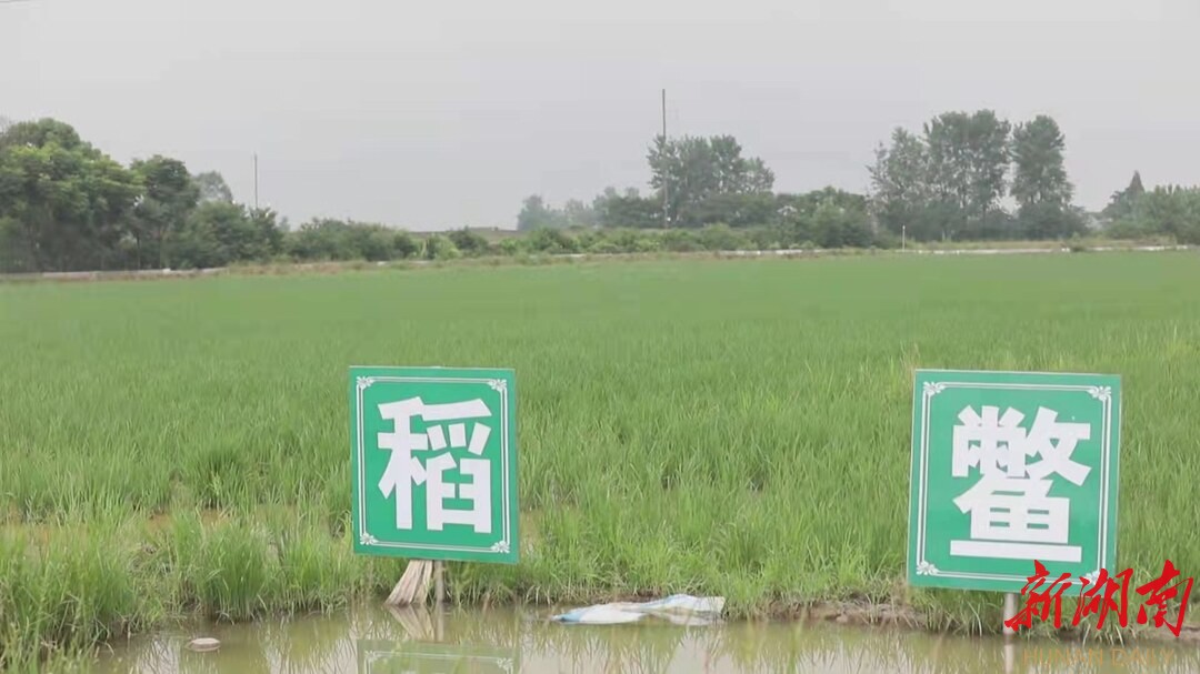 团鱼养殖新技术_团鱼怎么养活_养殖团鱼技术