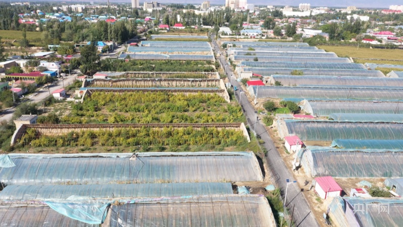 县域“新”貌|新疆巩留：大棚蔬菜种出致富好“钱”景