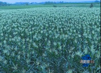 夏南牛养殖技术_夏南牛养殖视频_夏南牛牛犊价格