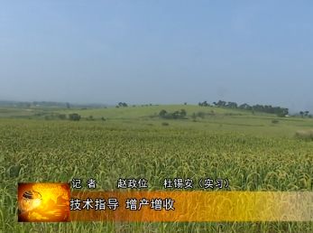 夏南牛养殖视频_夏南牛牛犊价格_夏南牛养殖技术