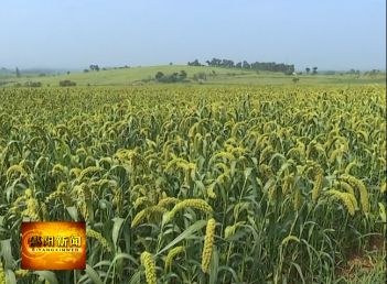 夏南牛养殖视频_夏南牛牛犊价格_夏南牛养殖技术