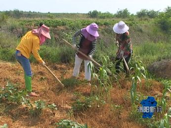 夏南牛养殖视频_夏南牛养殖技术_夏南牛牛犊价格