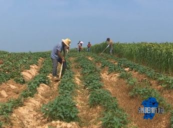 夏南牛养殖技术_夏南牛养殖视频_夏南牛牛犊价格