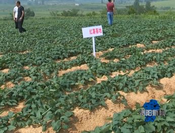 夏南牛养殖视频_夏南牛养殖技术_夏南牛牛犊价格