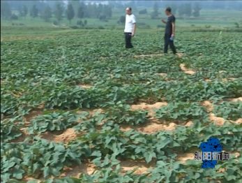 夏南牛养殖视频_夏南牛牛犊价格_夏南牛养殖技术