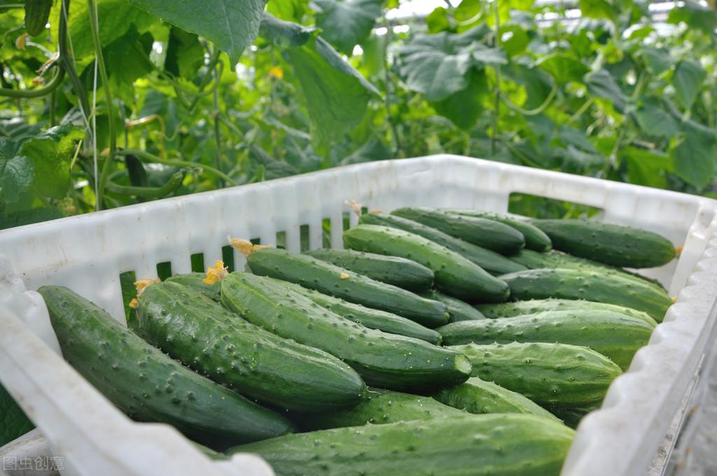 黄瓜的大棚种植技术_黄瓜的大棚种植_夏大棚黄瓜种植管理技术