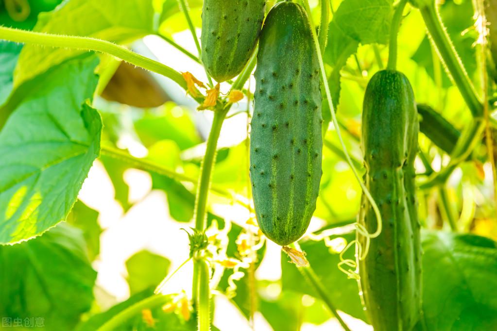 黄瓜的大棚种植技术_夏大棚黄瓜种植管理技术_黄瓜的大棚种植