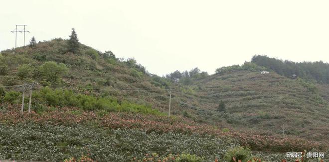 种植枇杷技术要求_种植枇杷技术要点_枇杷种植技术