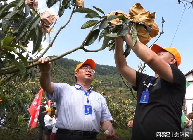 种植枇杷技术要点_枇杷种植技术_种植枇杷技术要求