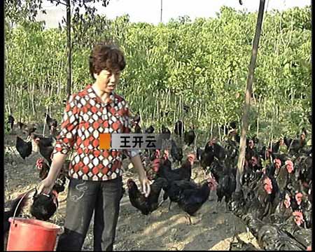 [致富经]狼山鸡农庄里的财富玄机(2009.7.1)