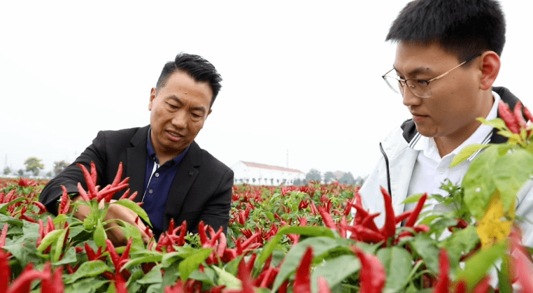 杭椒种植成本是多少_杭椒种植致富_杭椒种植效益