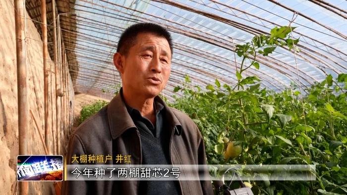 寺湾便民服务中心：大棚种植孕育致富新希望