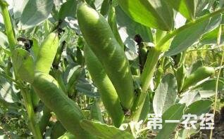 胡豆栽培技术_胡豆播种时节及底肥_春季胡豆种植技术