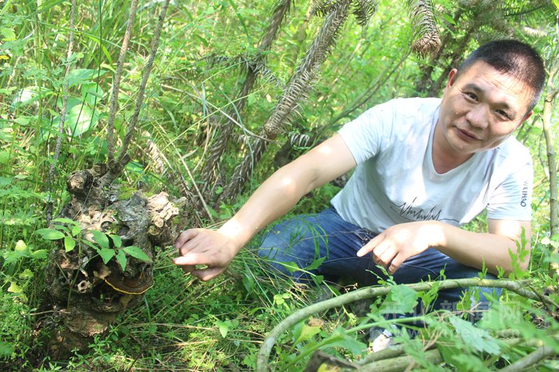 种植桑黄怎么种植_家庭桑黄种植技术_种植桑黄的技术