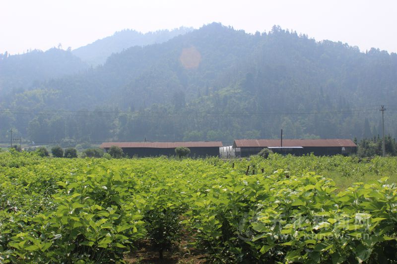 家庭桑黄种植技术_种植桑黄怎么种植_种植桑黄的技术