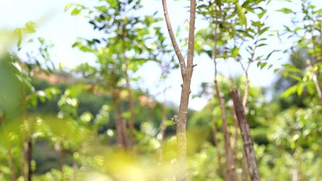 杭椒种植致富_杭椒种植效益_杭椒种植成本是多少