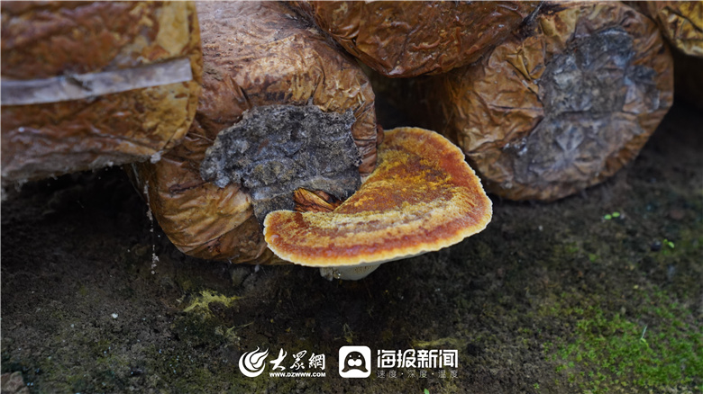 桑黄种植技术资料_家庭桑黄种植技术_种植桑黄怎么种植