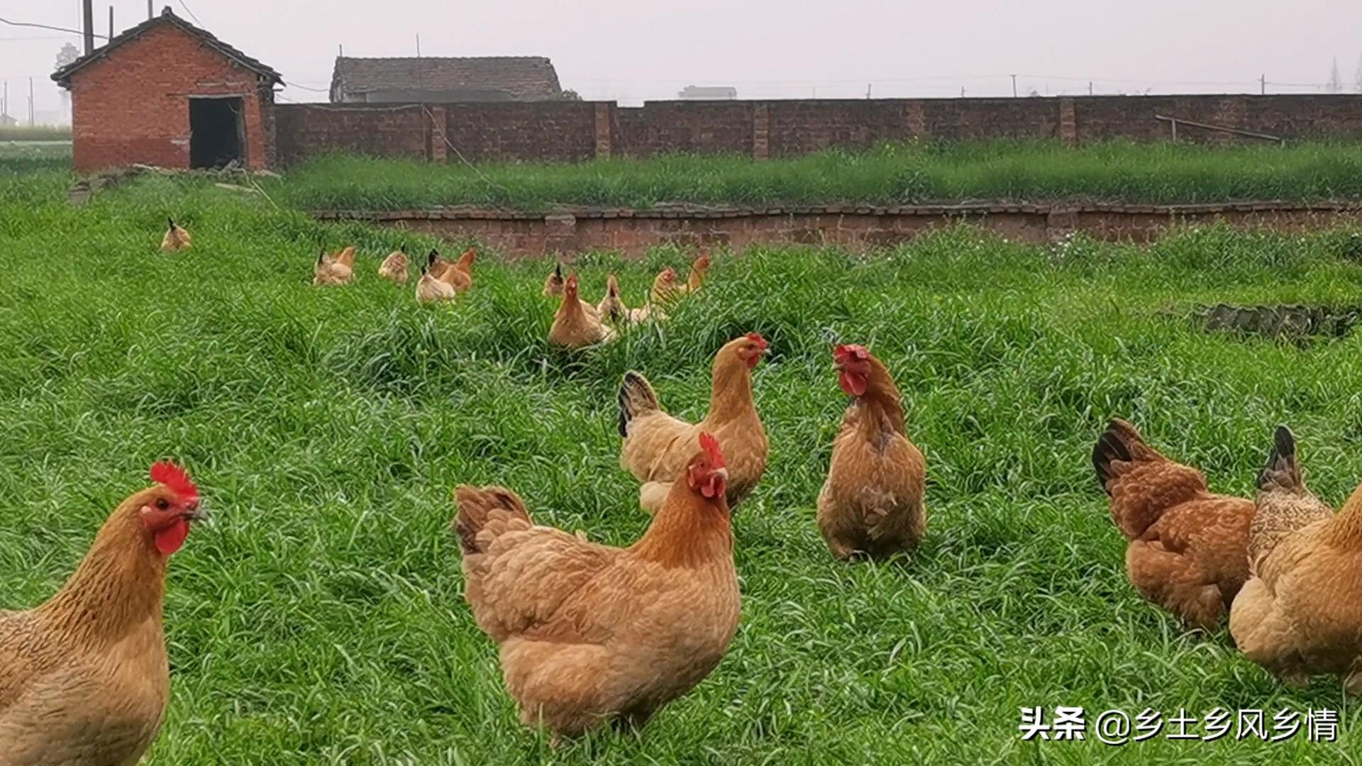 养殖柴鸡真的赚钱吗_养殖柴鸡需要些什么手续_柴鸡养殖技术成本