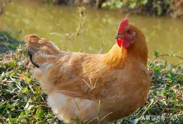 养殖柴鸡真的赚钱吗_柴鸡养殖技术成本_柴鸡养殖视频