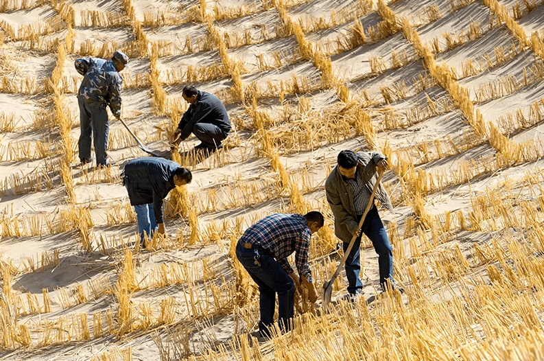 沙漠种地_沙漠种树项目_农村沙漠种植致富