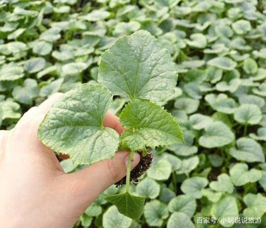 如何种香瓜种子_种子种植香瓜技术要求_香瓜种子种植技术