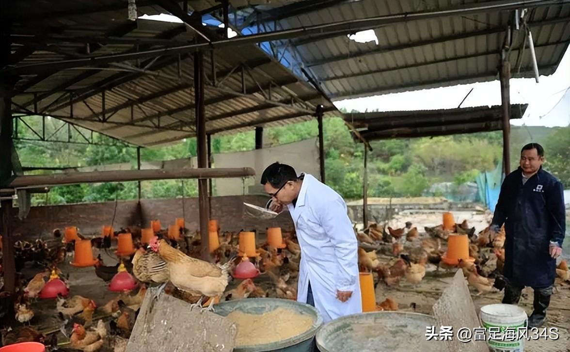 养殖柴鸡的利润与成本_柴鸡养殖前景如何_柴鸡养殖技术成本