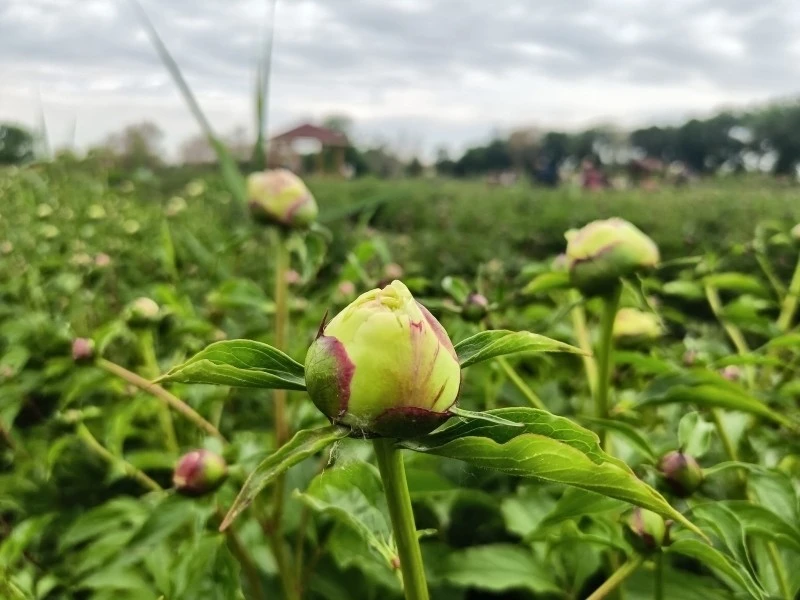 牡丹芍药的种植方法_牡丹芍药养殖方法_牡丹芍药种植致富