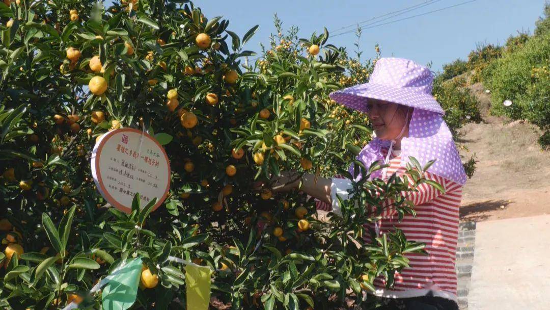 种植桔子致富_致富种植桔子图片_种植橘子的利润