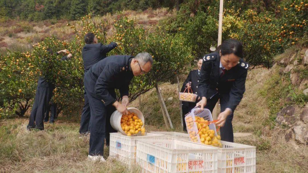 致富种植桔子图片_种植桔子致富_种植橘子的利润