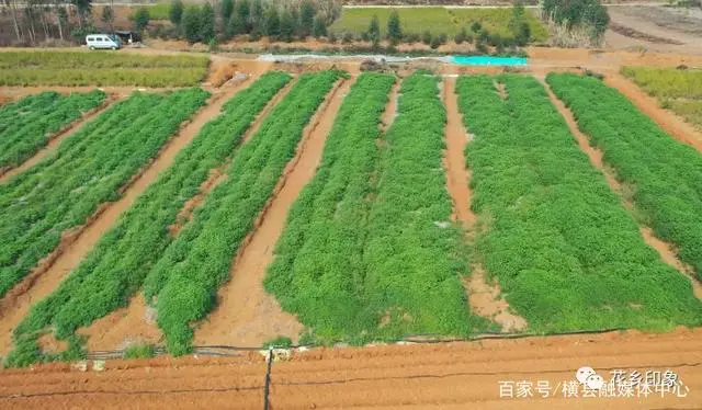 养殖广地龙技术_致富经广地龙养殖_广地龙养殖基地