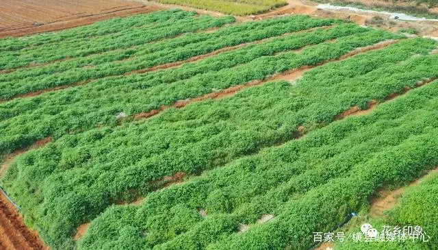 致富经广地龙养殖_养殖广地龙技术_广地龙养殖基地