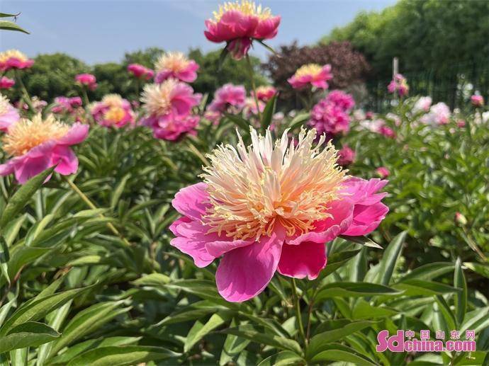 牡丹芍药的种植及经济价值_牡丹芍药养殖方法_牡丹芍药种植致富