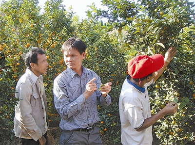 致富种植桔子图片_种植橘子的利润_种植桔子致富