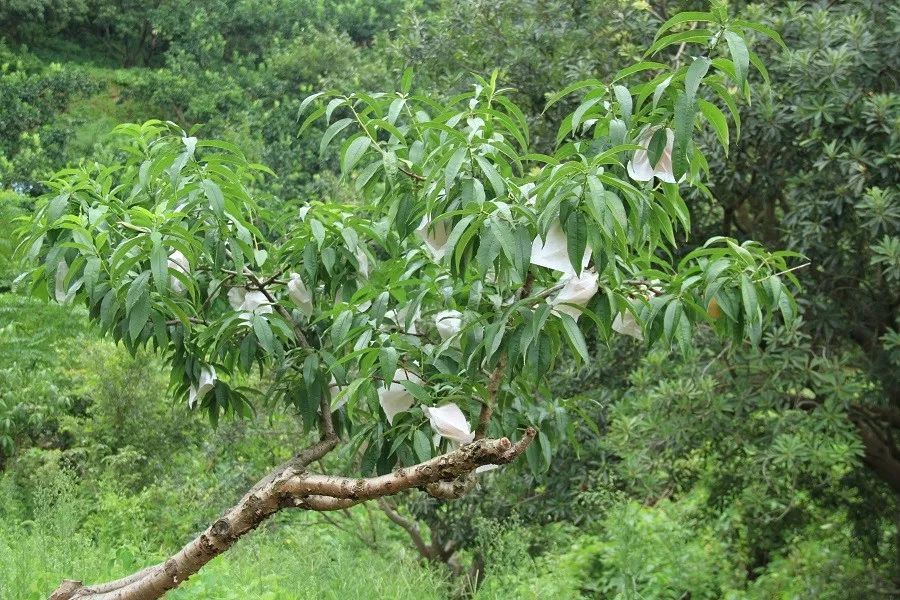 技术咨询：桃树的种植如何简单？