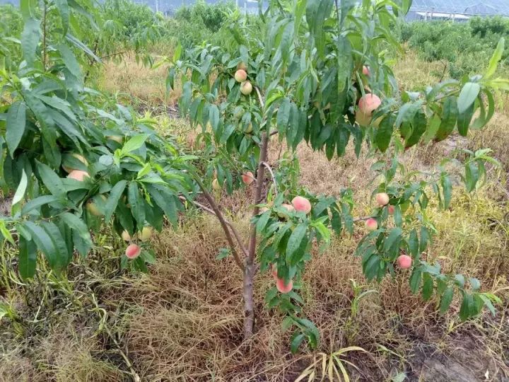 湖南种植咨询技术公司_湖南种植技术咨询_湖南种植类专科学校