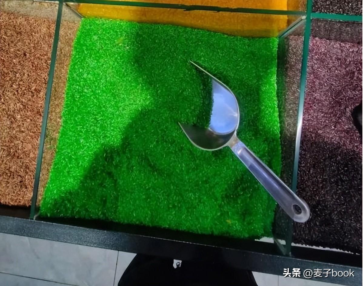 绿竹种植视频_种植绿竹技术要点_绿竹的种植技术