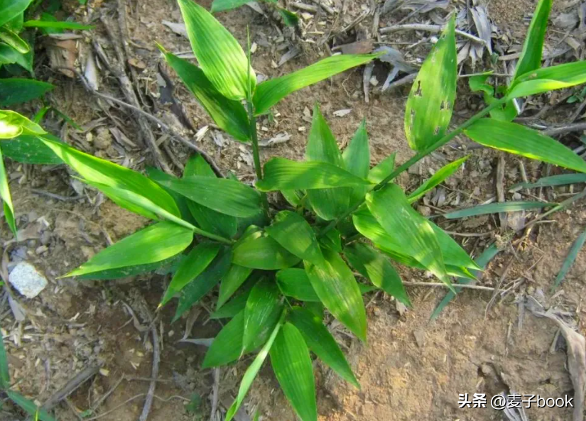 种植绿竹技术要点_绿竹种植视频_绿竹的种植技术