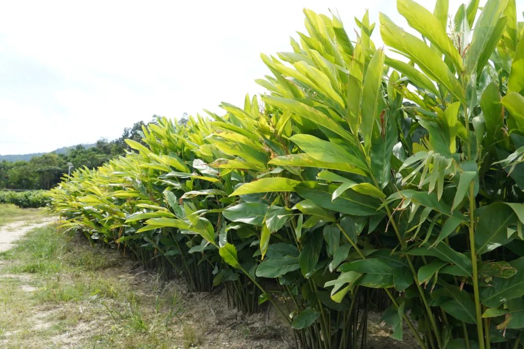 村里种植生姜致富_致富经生姜种植技术视频_致富生姜种植村里能种吗