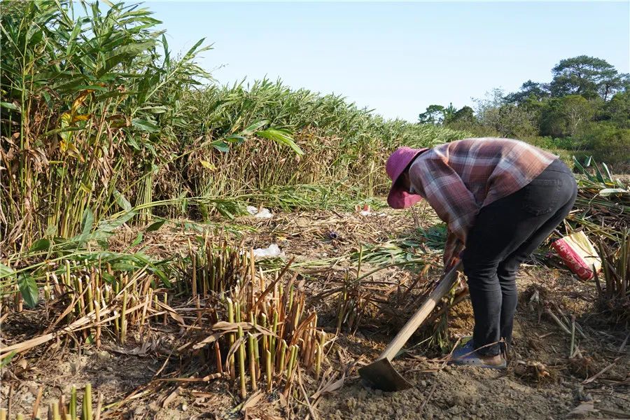 致富经生姜种植技术视频_村里种植生姜致富_致富生姜种植村里能种吗