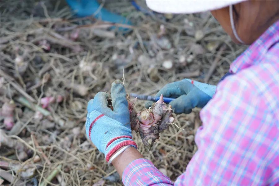 致富经生姜种植技术视频_村里种植生姜致富_致富生姜种植村里能种吗