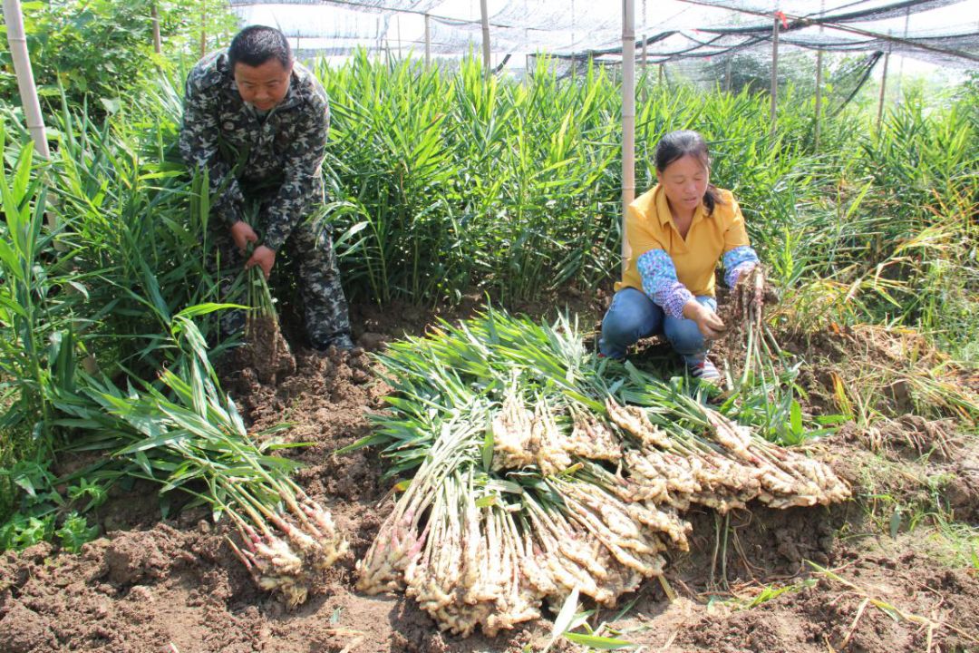 致富生姜种植村里能种吗_村里种植生姜致富_致富生姜种植村里可以种吗