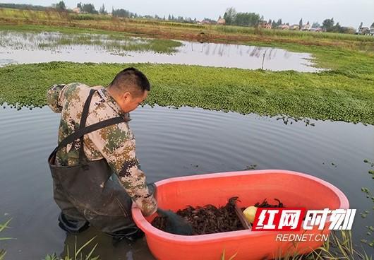 南县：“稻虾综合种养”走出生态致富路