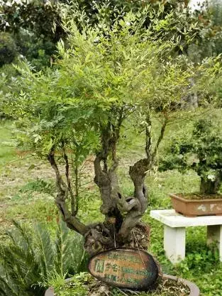 绿竹的种植技术_种植绿竹技术要求_绿竹栽培技术