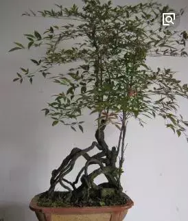 种植绿竹技术要求_绿竹的种植技术_绿竹栽培技术