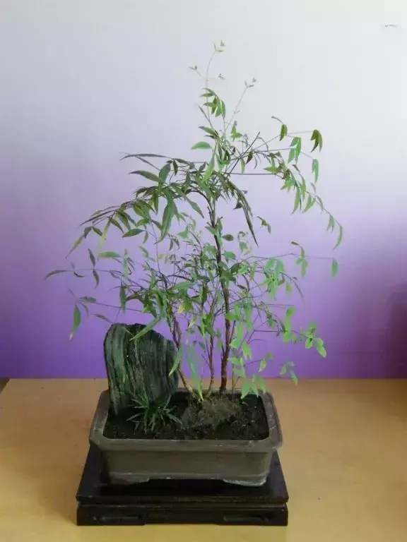 绿竹栽培技术_绿竹的种植技术_种植绿竹技术要求