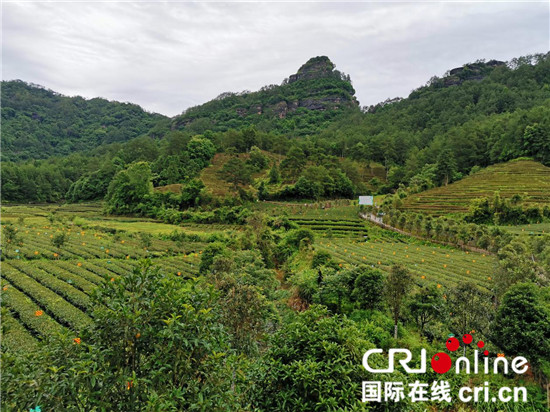 【中国有约】福建武夷山: 茶文旅融合发展 踏出乡村振兴好路子